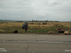 В Ростовской области водитель «Лады Ларгус» сбил стадо баранов