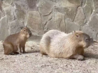 В зоопарке Ростова показали детеныша капибар 