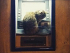 Сонный кот в окне круглосуточного банкомата Ростова рассмешил горожан и попал на фото