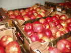 12,5 тонн импортных фруктов было уничтожено в Ростовской области 