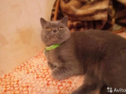 Лечащую от похмелья кошку продают в Ростове за 15 миллионов