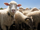 В Морозовске работник фермы украл четырех баранов и корову