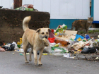 Избавиться от свалок и бродящих животных поручено ростовским властям к ЧМ-2018