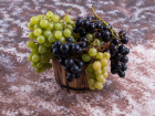 Красивый и сладкий: как ростовчанам вырастить большие грозди винограда