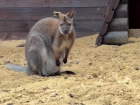 У кенгуру из парка «Лога» появился малыш