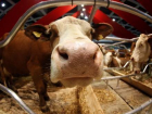 У донских коров обнаружили бруцеллез
