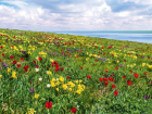 В Ростовской области проведут фестиваль тюльпанов 13 апреля