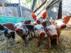 Вирус африканской чумы свиней выявили в одном из районов Ростовской области 