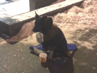 Оставленная на морозе собака-попрошайка до слез разжалобила ростовчан