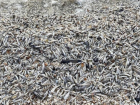 В Цимлянском водохранилище зафиксировали массовую гибель рыбы