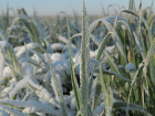 Ущерб аграриям Дона от заморозков составил почти 4 млрд рублей