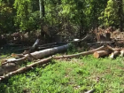 Власти Новочеркасска рассказали зачем рубят деревья, которые пытаются отстоять жители