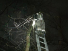 Ростовские пожарные сняли котенка с высокого дерева