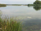 ﻿Обезображенное тело пенсионерки обнаружили в озере в Ростовской области