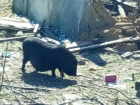 Самовыгуливавшаяся по улицам Ростова вьетнамская свинка заинтересовала оголодавших горожан на видео