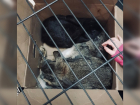 Приют в Ростове ищет дом крольчатам, которых выкинули хозяева