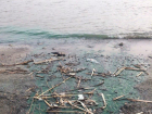 Токсичные стоки окрасили в ядовито-зеленый цвет реку Дон в Ростове 