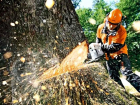 «Газпром» вырубит 147 деревьев в левобережной части Ростова