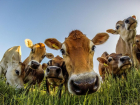 В Ростовской области фермеры для хорошего удоя стали включать коровам классическую музыку