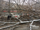 Рухнувшее в Ростове дерево разбило пять машин