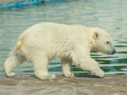 Белой медведице Айке из Ростовского зоопарка исполнился год