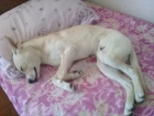 Удивительная история со сбитой собакой закончилась настоящей сказкой в Ростове