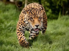 Нашумевшим убийством ягуара в донском регионе занимается ФСБ
