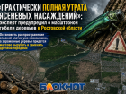 «Полная утрата ясеней»: эксперт предупредил о масштабной гибели деревьев в Ростовской области