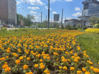 Около миллиона летних цветов планируют высадить в Ростове