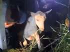 В Азовском районе провели операцию по спасению козы