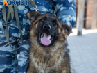 «Собаки — они как дети, без любви с ними нельзя»: репортаж из центра, где готовят четвероногих полицейских