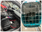 Для спасения котенка пришлось разобрать автомобиль в Ростове
