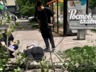 В Ростове-на-Дону на женщину обрушилось дерево
