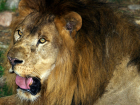 Лев в ростовском зоопарке искусал мужчину, который залез в вольер и дразнил его