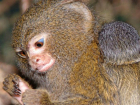 Детеныш самой маленькой в мире обезьяны родился в ростовском зоопарке