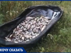 В Ростове в реке Темерник массово погибла рыба