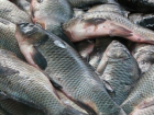 В Ростове уничтожили 171 кг рыбы 