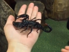 Опасные игры с черным скорпионом в Трогательном зоопарке Ростова попали на видео