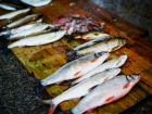 Эксперт рассказал о резком уменьшении запасов рыбы в Азовском море на 66%