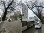В центре Ростова на Ворошиловском спилят почти 60 аварийных деревьев