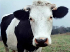 Похищение крупного рогатого скота совершил 33-летний мужчина в Ростовской области