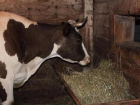 В Веселовском районе у коров  украли кормушки 