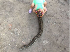 Маленькая девочка прокатилась на огромном питоне в Ростове-на-Дону
