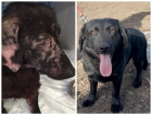 «Стал настоящим красавцем»: любовь и ласка изменили жизнь больного дворового пса из Ростова