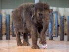 Слоненок Эколь из ростовского зоопарка сегодня отмечает день рождения