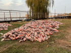 Браконьеры выловили рыбы на 4 млн рублей в Ростовской области