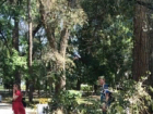 Огромная ветка обрушилась на гуляющую в парке с детьми женщину под Ростовом