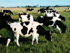 Опасное для людей заболевание обнаружили у коров в хуторе Ростовской области: введен карантин