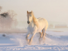Ощутить ветер в волосах и попробовать себя в конном спорте смогут жители Ростовской области