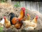 «Денег – куры не клюют»: ростовчанка дала полезные советы по содержанию птиц
